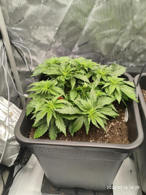 Delimed CBD Plus, Tatanka Pure CBD. Week 5 - Day 28