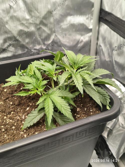 Delimed CBD Plus, Tatanka Pure CBD. Week 5 - Day 28