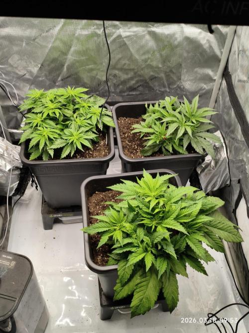 Delimed CBD Plus, Tatanka Pure CBD. Week 5 - Day 30