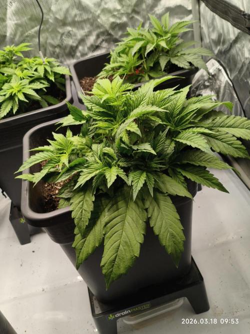 Delimed CBD Plus, Tatanka Pure CBD. Week 5 - Day 30