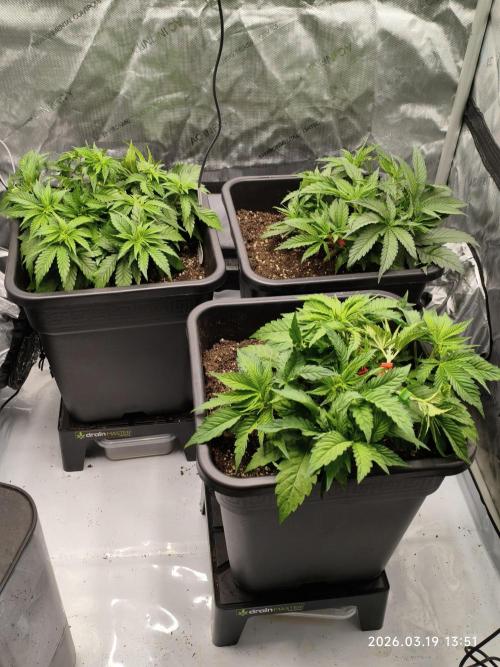Delimed CBD Plus, Tatanka Pure CBD. Week 5 - Day 31