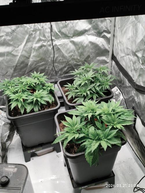Delimed CBD Plus, Tatanka Pure CBD. Week 5 - Day 33