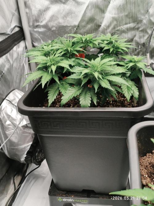 Delimed CBD Plus, Tatanka Pure CBD. Week 5 - Day 33