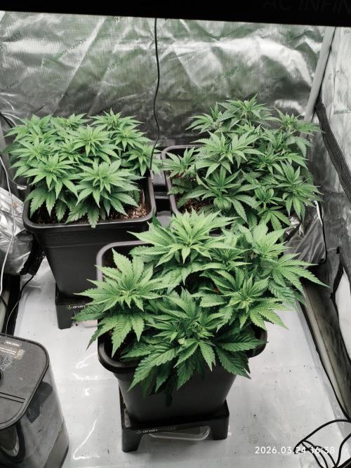 Delimed CBD Plus, Tatanka Pure CBD. Week 6 - Day 36