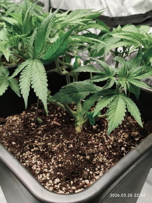 Delimed CBD Plus, Tatanka Pure CBD. Week 6 - Day 37