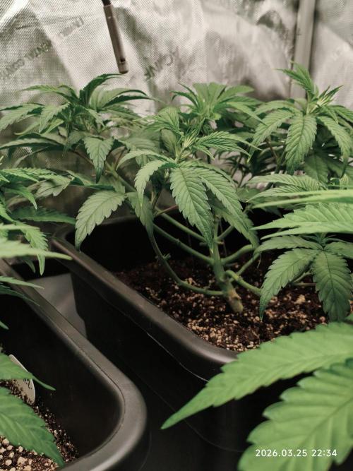 Delimed CBD Plus, Tatanka Pure CBD. Week 6 - Day 37