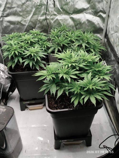 Delimed CBD Plus, Tatanka Pure CBD. Week 6 - Day 40