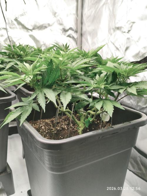 Delimed CBD Plus, Tatanka Pure CBD. Week 6 - Day 40