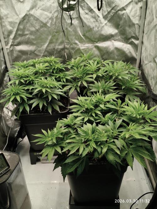 Delimed CBD Plus, Tatanka Pure CBD. Week 6 - Day 42