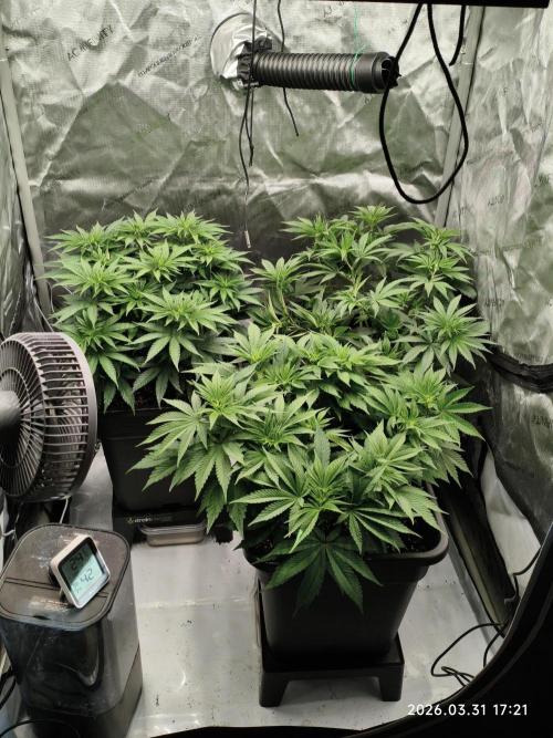 Delimed CBD Plus, Tatanka Pure CBD. Week 7 - Day 43