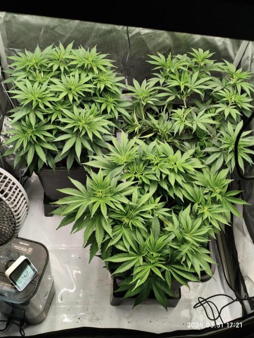 Delimed CBD Plus, Tatanka Pure CBD. Week 7 - Day 43
