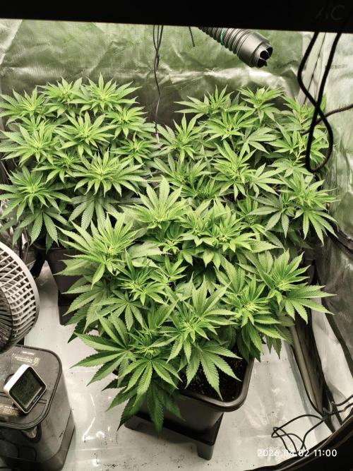 Delimed CBD Plus, Tatanka Pure CBD. Week 7 - Day 45 / Flowerday 1