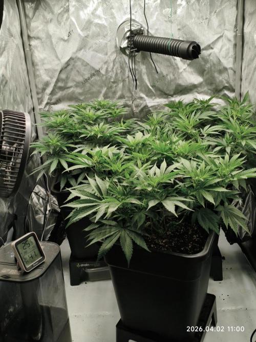 Delimed CBD Plus, Tatanka Pure CBD. Week 7 - Day 45 / Flowerday 1