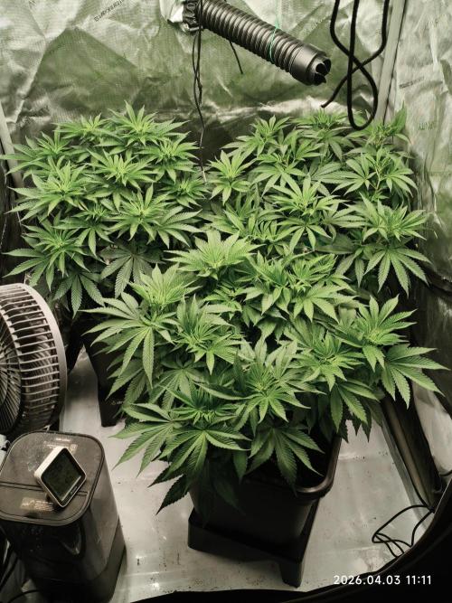 Delimed CBD Plus, Tatanka Pure CBD. Week 7 - Day 46 / Flowerday 2