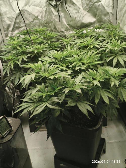 Delimed CBD Plus, Tatanka Pure CBD. Week 7 - Day 47 / Flowerday 3