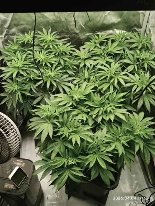 Delimed CBD Plus, Tatanka Pure CBD. Week 7 - Day 47 / Flowerday 3