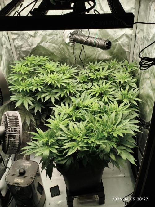 Delimed CBD Plus, Tatanka Pure CBD. Week 7