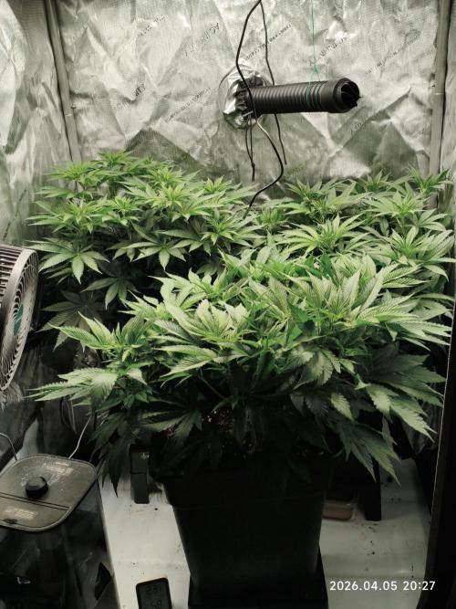 Delimed CBD Plus, Tatanka Pure CBD. Week 7 - Day 48 / Flowerday 4