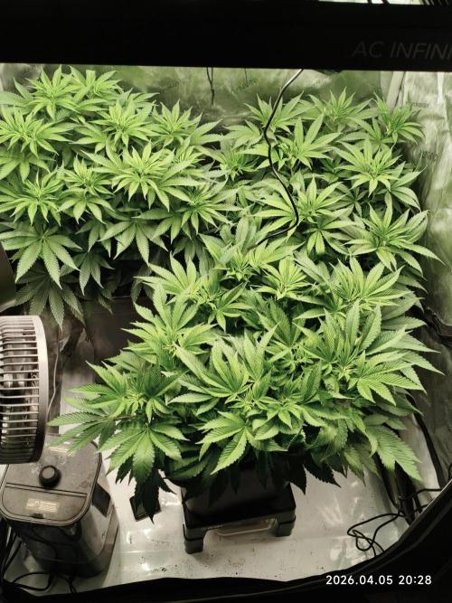 Delimed CBD Plus, Tatanka Pure CBD. Week 7 - Day 48 / Flowerday 4