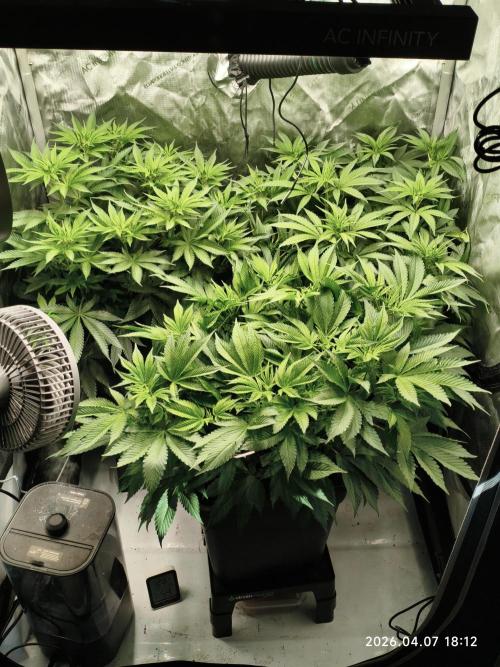 Delimed CBD Plus, Tatanka Pure CBD. Week 8 - day 50 / flowerday 6
