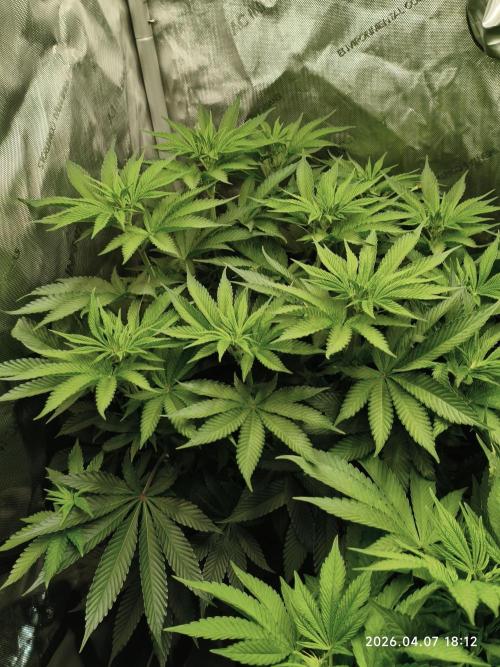Delimed CBD Plus, Tatanka Pure CBD. Week 8 - day 50 / flowerday 6