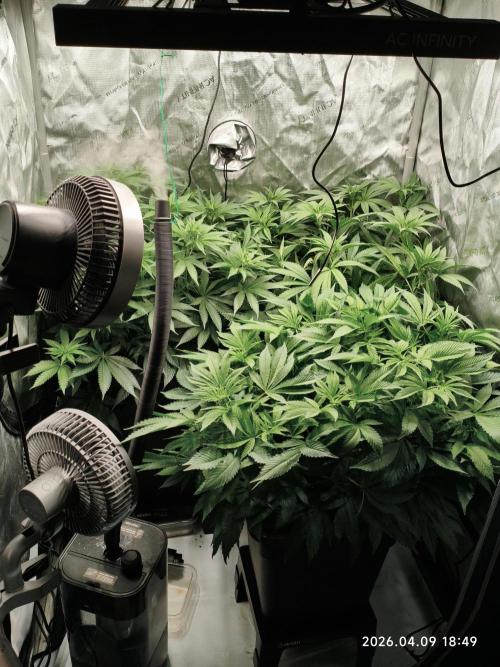 Delimed CBD Plus, Tatanka Pure CBD. Week 8