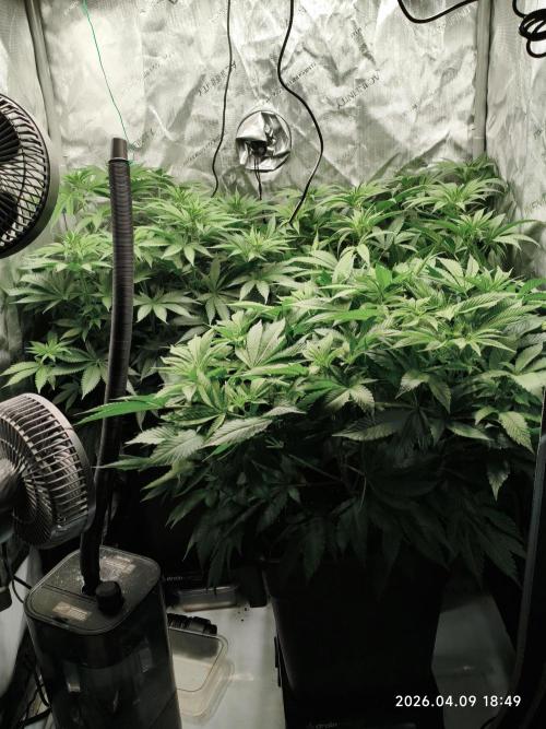 Delimed CBD Plus, Tatanka Pure CBD. Week 8 - day 52 / flowerday 8