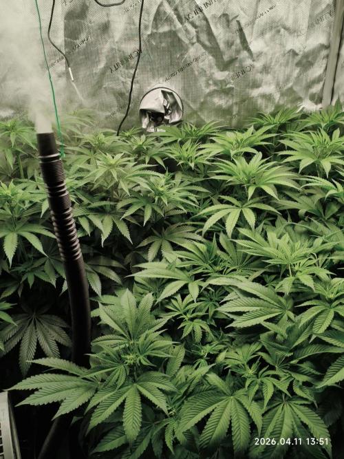 Delimed CBD Plus, Tatanka Pure CBD. Week 8 - day 54 / flowerday 10
