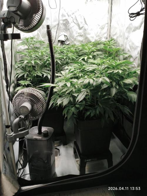 Delimed CBD Plus, Tatanka Pure CBD. Week 8 - day 54 / flowerday 10