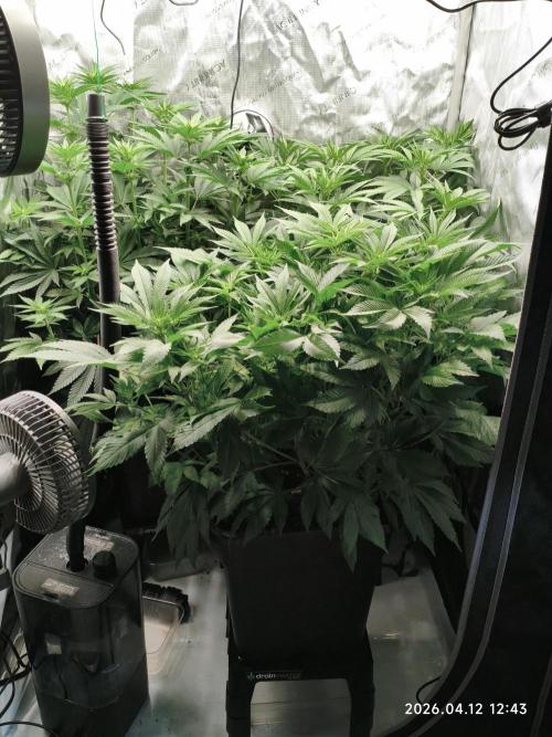 Delimed CBD Plus, Tatanka Pure CBD. Week 8 - day 55 / flowerday 11