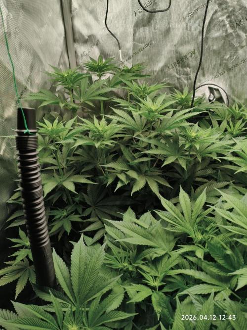 Delimed CBD Plus, Tatanka Pure CBD. Week 8 - day 55 / flowerday 11