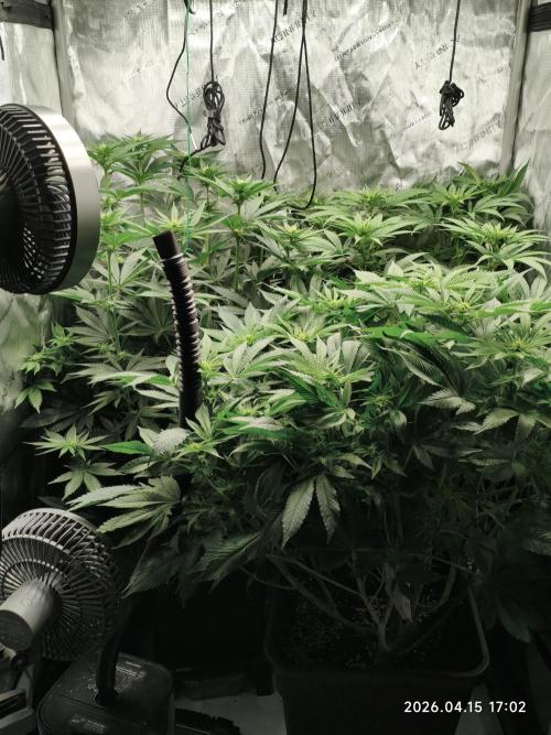 Delimed CBD Plus, Tatanka Pure CBD. Week 9 - day 58 / flowerday 14
