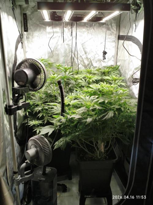 Delimed CBD Plus, Tatanka Pure CBD. Week 9 - day 59 / flowerday 15
