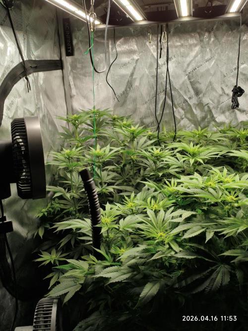 Delimed CBD Plus, Tatanka Pure CBD. Week 9 - day 59 / flowerday 15