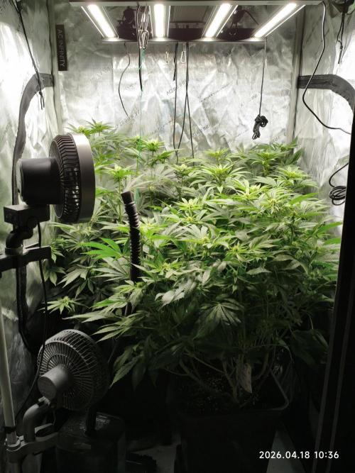 Delimed CBD Plus, Tatanka Pure CBD. Week 9 - day 61 / flowerday 17