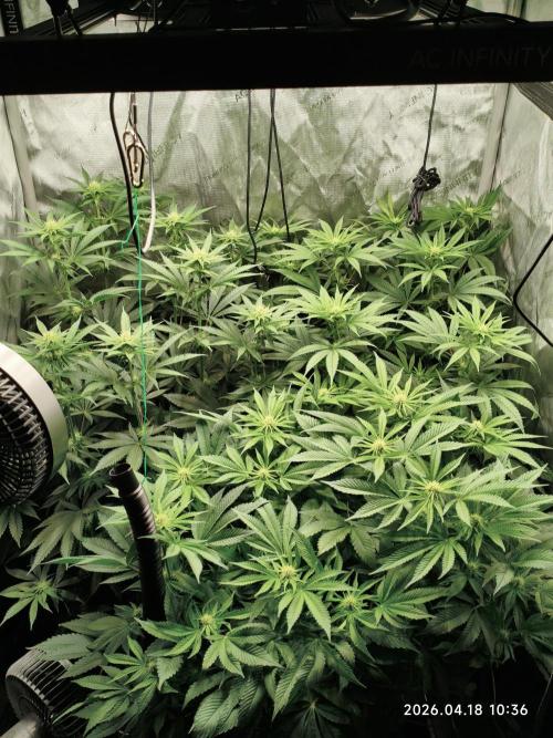 Delimed CBD Plus, Tatanka Pure CBD. Week 9 - day 61 / flowerday 17