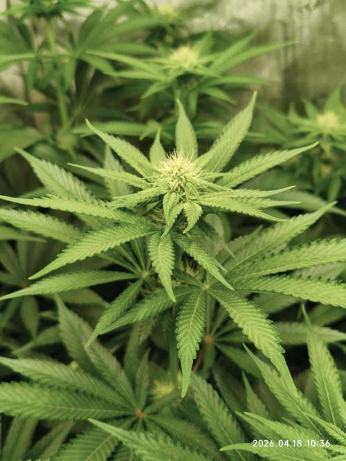 Delimed CBD Plus, Tatanka Pure CBD. Week 9 - day 61 / flowerday 17
