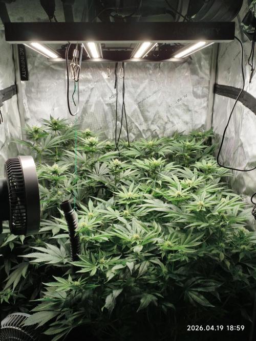 Delimed CBD Plus, Tatanka Pure CBD. Week 9 - day 62 / flowerday 18