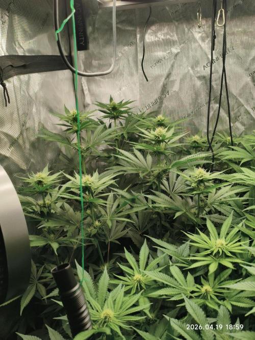 Delimed CBD Plus, Tatanka Pure CBD. Week 9 - day 62 / flowerday 18