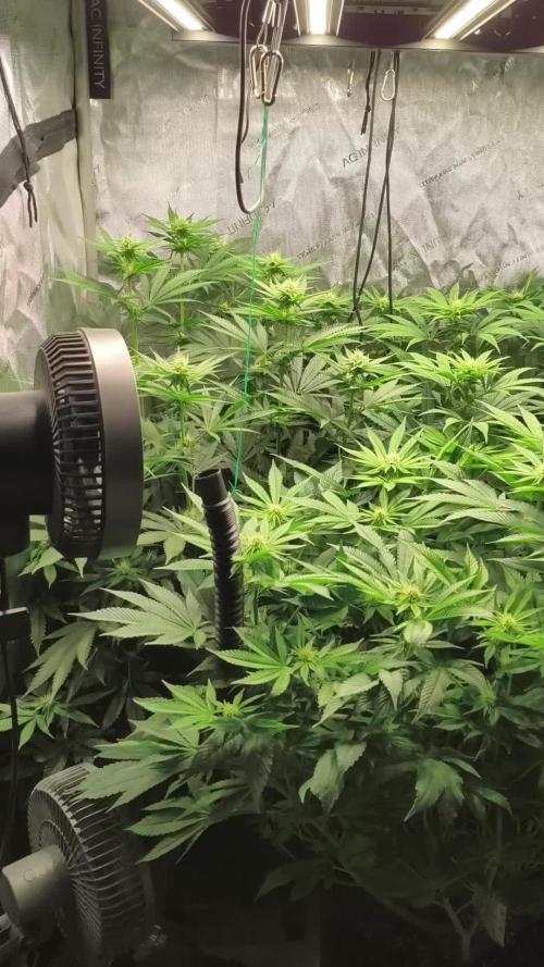 Delimed CBD Plus, Tatanka Pure CBD