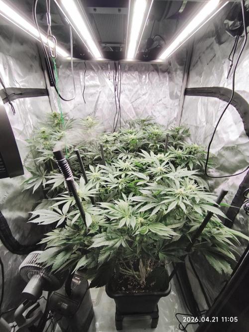 Delimed CBD Plus, Tatanka Pure CBD. Week 10 - day 64 / flowerday 20