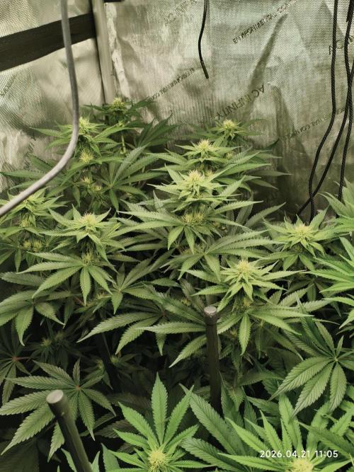 Delimed CBD Plus, Tatanka Pure CBD. Week 10 - day 64 / flowerday 20