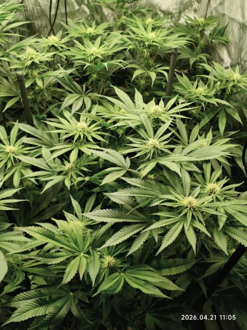 Delimed CBD Plus, Tatanka Pure CBD. Week 10 - day 64 / flowerday 20