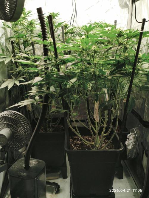 Delimed CBD Plus, Tatanka Pure CBD. Week 10 - day 64 / flowerday 20