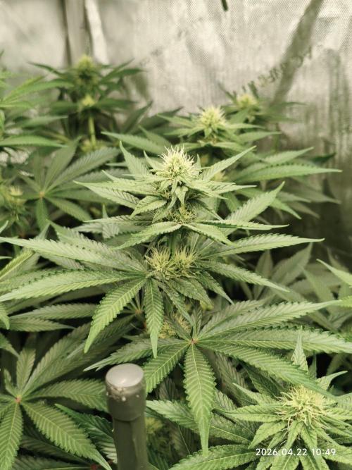 Delimed CBD Plus, Tatanka Pure CBD. Week 10 - day 65 / flowerday 21