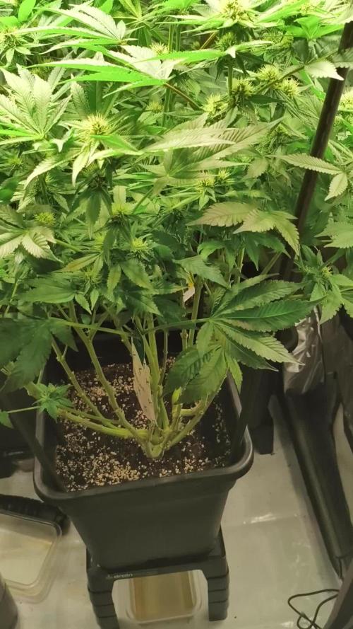 Delimed CBD Plus, Tatanka Pure CBD