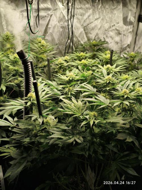 Delimed CBD Plus, Tatanka Pure CBD. Week 10 - day 67 / flowerday 23