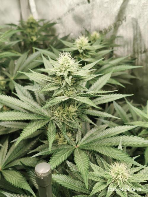 Delimed CBD Plus, Tatanka Pure CBD. Week 10 - day 67 / flowerday 23