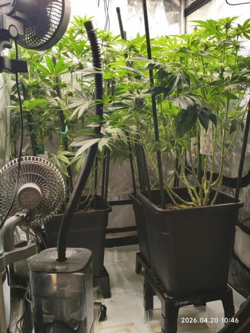 Delimed CBD Plus, Tatanka Pure CBD. Week 9 - day 63 / flowerday 19