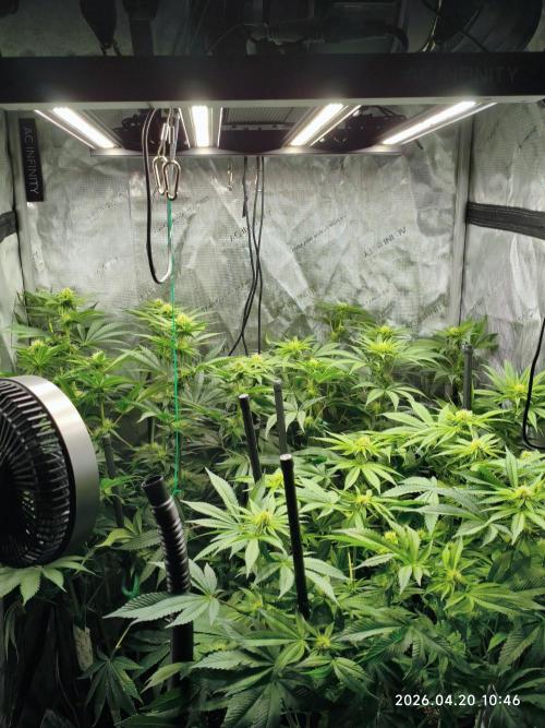 Delimed CBD Plus, Tatanka Pure CBD. Week 9 - day 63 / flowerday 19